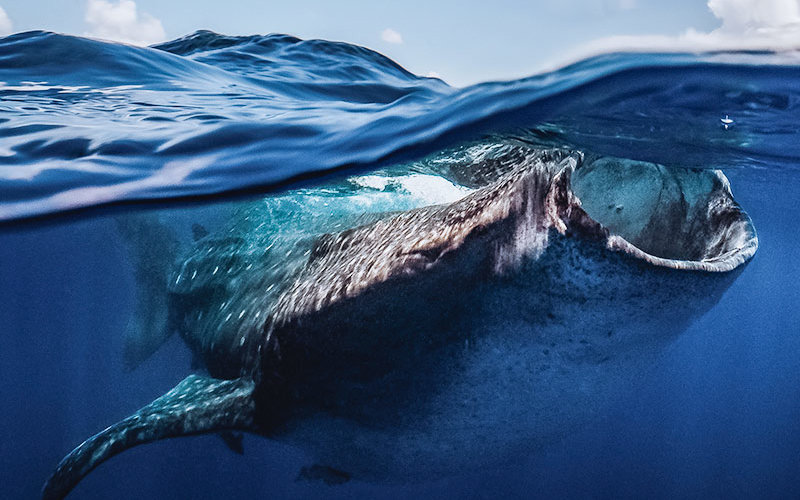 Whale Shark in ocean feeding