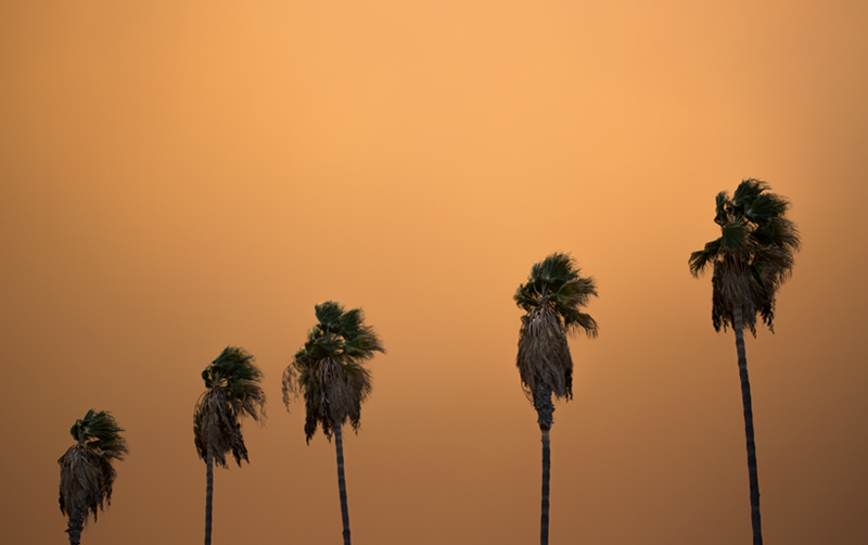 Smoke Palm Trees