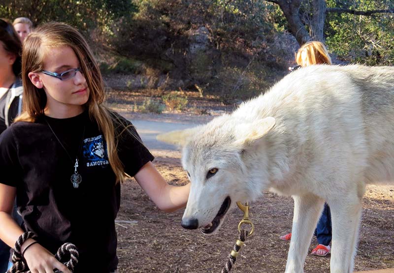 Wolf Ambassadors
