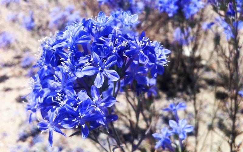 Bright blue Woolly Star Plant