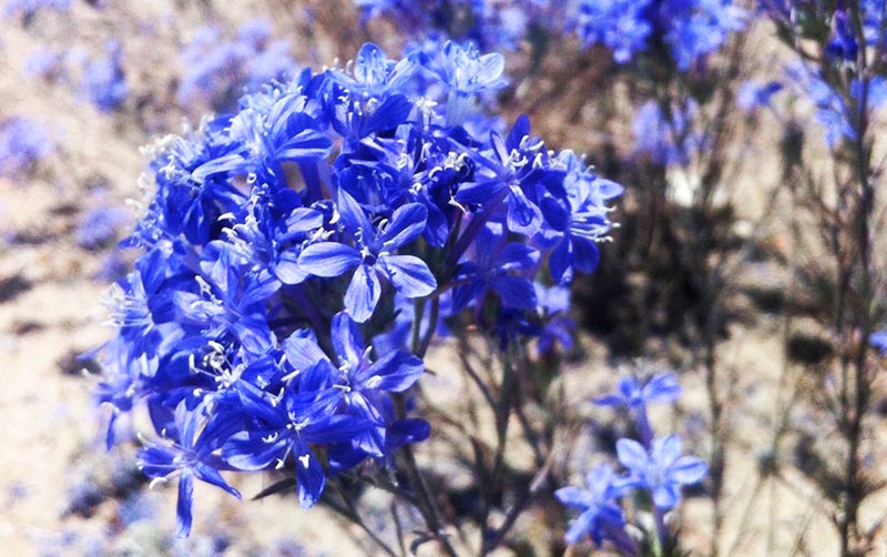 Bright blue Woolly Star Plant