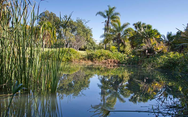 Pond in Fullerton Arboretum