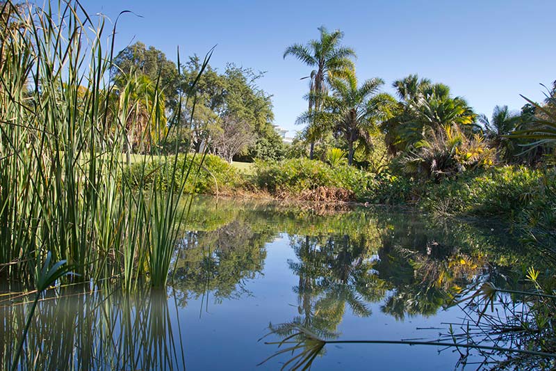 Pond in Fullerton Arboretum