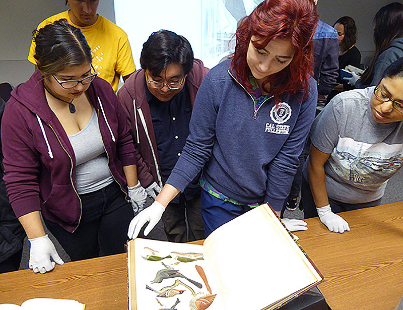 Students looking at illustrations of birds.