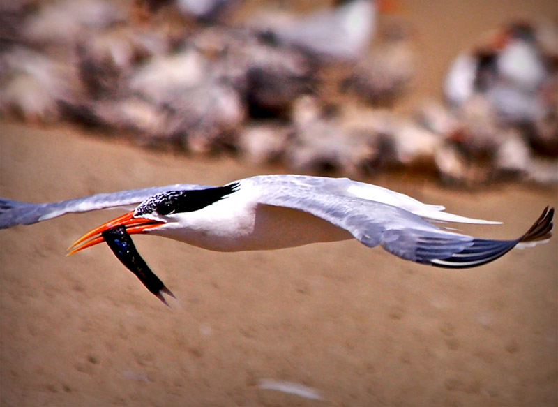 Seabird in flight