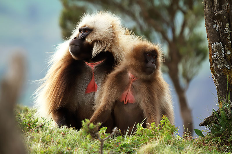 Gelada Monkey
