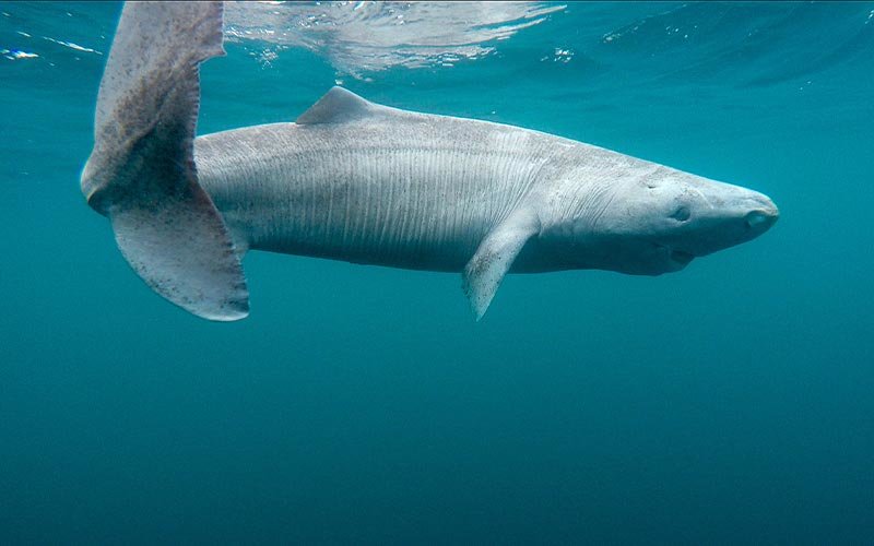 Greenland Shark swimming in open water