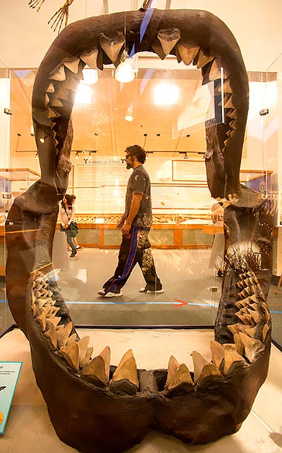 A shark's jaw on display.