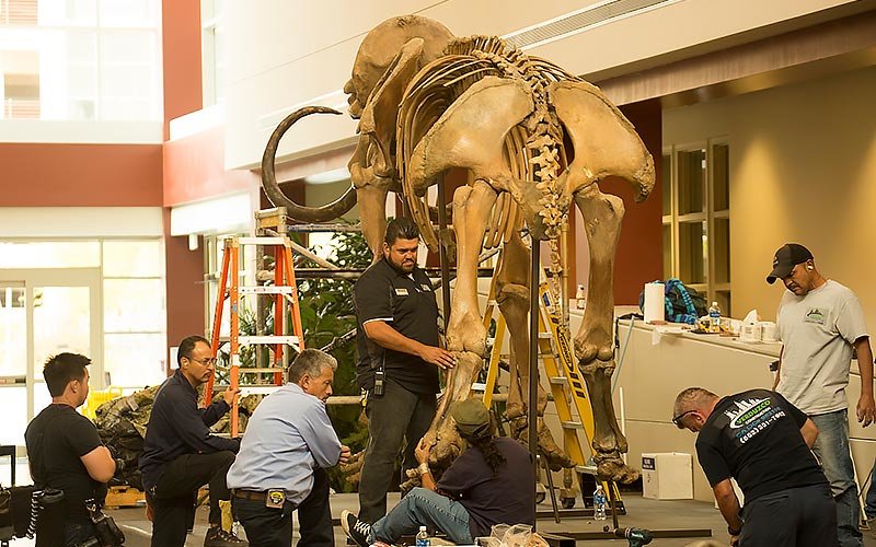 A crew assembles the woolly mammoth skeleton.