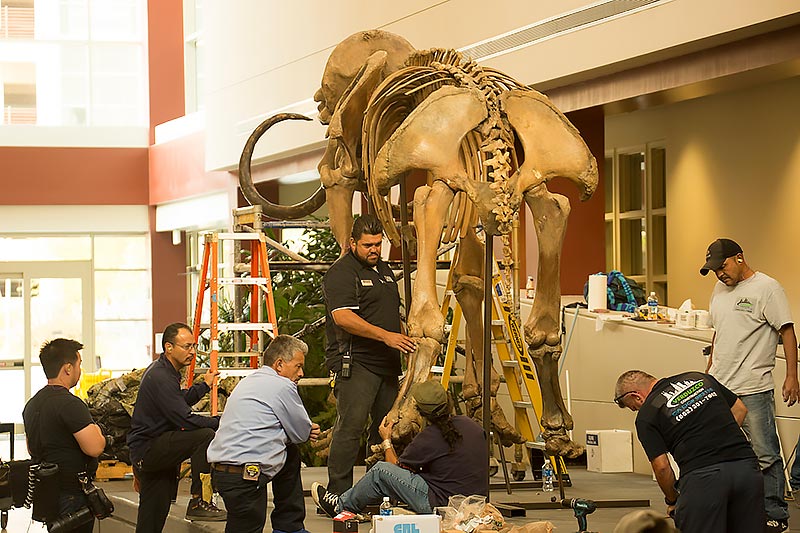 A crew assembles the woolly mammoth skeleton.