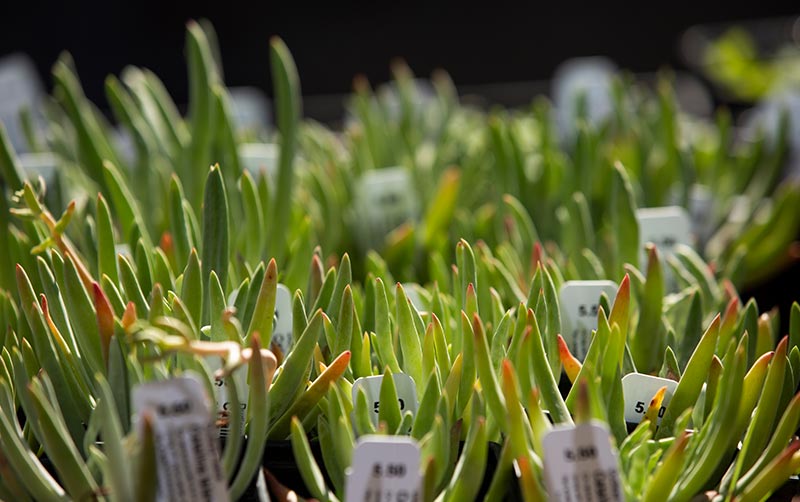 Native plant sale