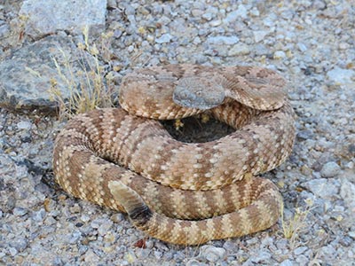Panamint Rattlesnake