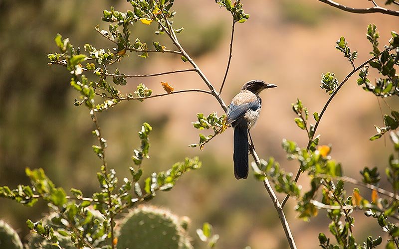 Bird perches on tree branch at the Tucker Wildlife Sanctuary.