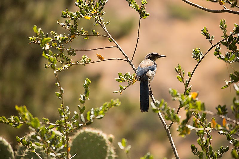 Bird perches on tree branch at the Tucker Wildlife Sanctuary.