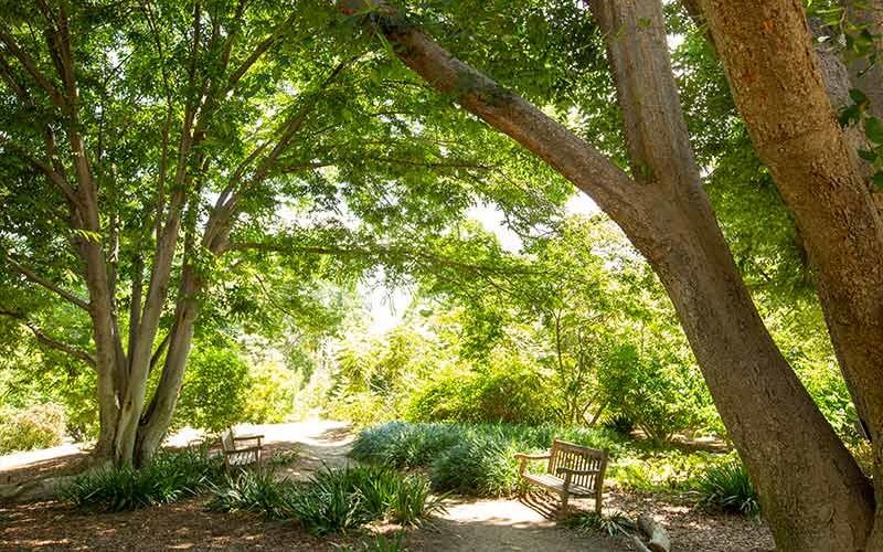 Fullerton Arboretum trees in spring