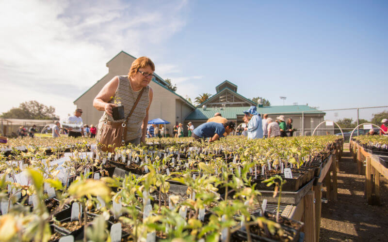 Veggie Palooza Plant Sale