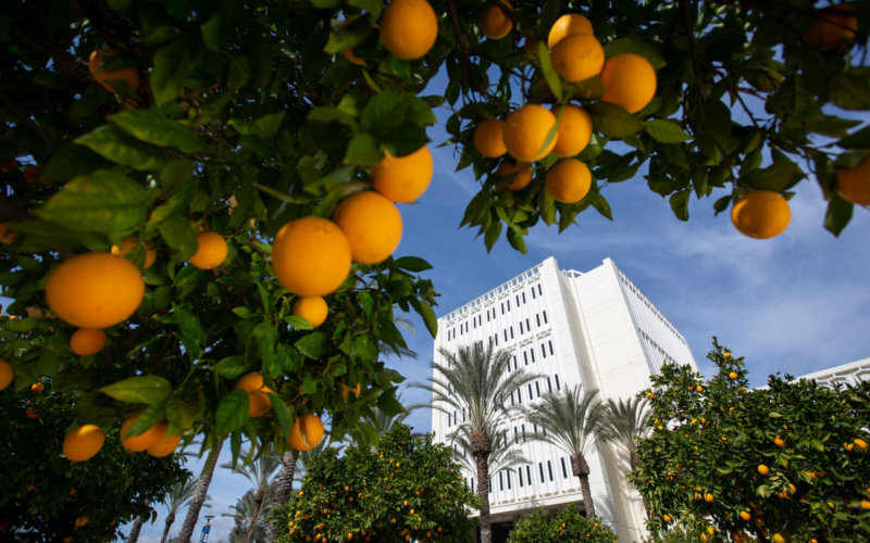 Langsdorf Hall viewed from orange groves