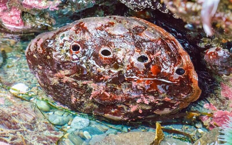 Red Abalone in tide pool