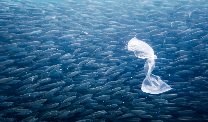 Plastic floats around sardines