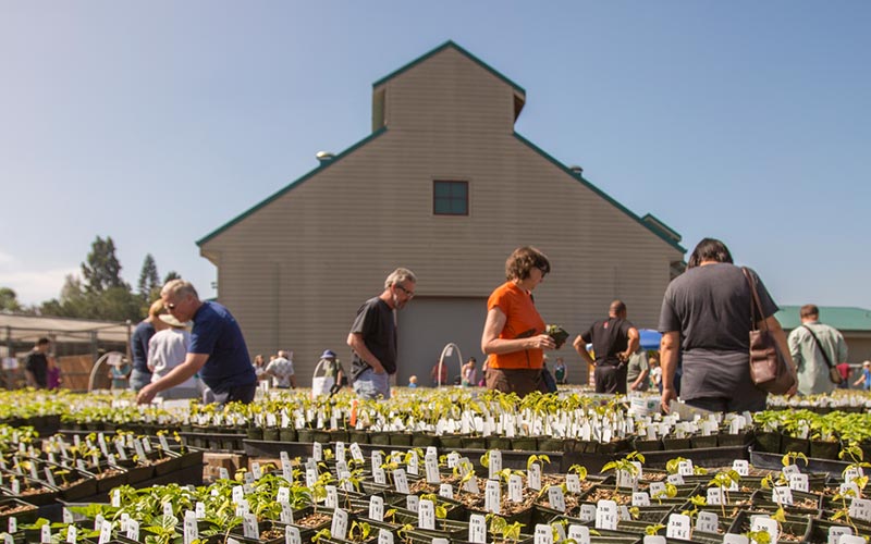 Fullerton Arboretum members, donors, and visitors picking from tomatoes, peppers, native California plants and non-natives. Woman wearing an orange shirt holds her plant while others intently look at various plants and vegetables.