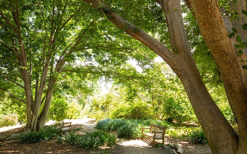 Scenic image of the gardens at Fullerton Arboretum anchored by two large trees on each end and two empty wooden benches for relaxing