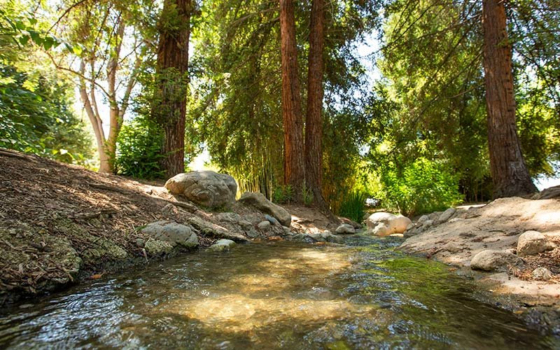 View of the Fullerton Arboretum's pond capitalized by picturesque tall trees, rocks and dirt, similar to a creek near a campsite