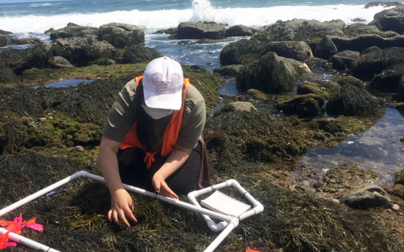 Joann Lam on the coast measuring snail populations