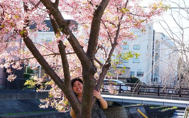 Student studying abroad in Japan, standing behind a cherry blossom tree