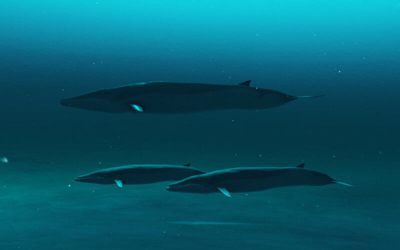Closeup view of Rorqual whales swimming in the blue ocean water