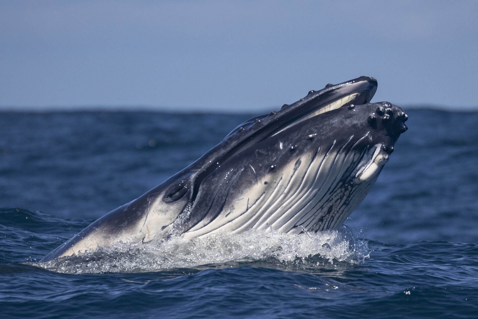 blue whale mouth