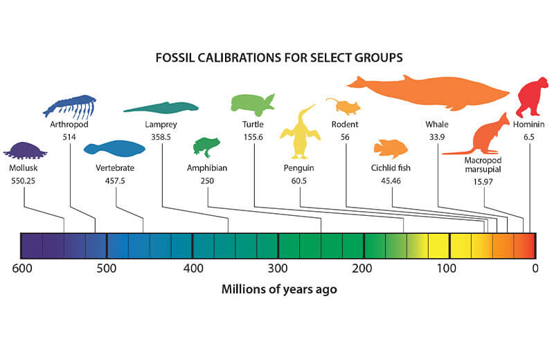 Fossil Record Timeline