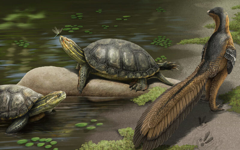 Turtle image rendering