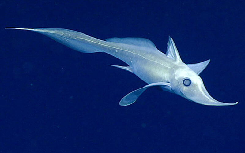 Creature of the Deep Sea: Marine Biology Researcher Studies Ghost Sharks |  CSUF News