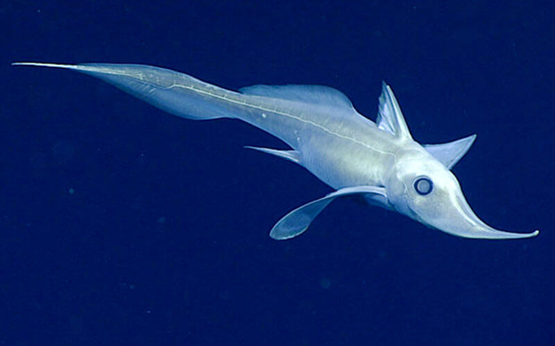 Chimaera Swimming in Gulf of Mexico