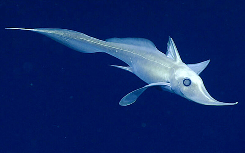 Deep sea scientists find strange, transparent fish on ocean expedition