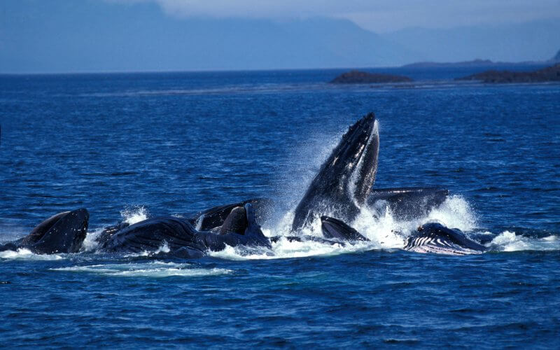 Humpack Whale, megaptera novaeangliae, Group Bubble Net Feeding