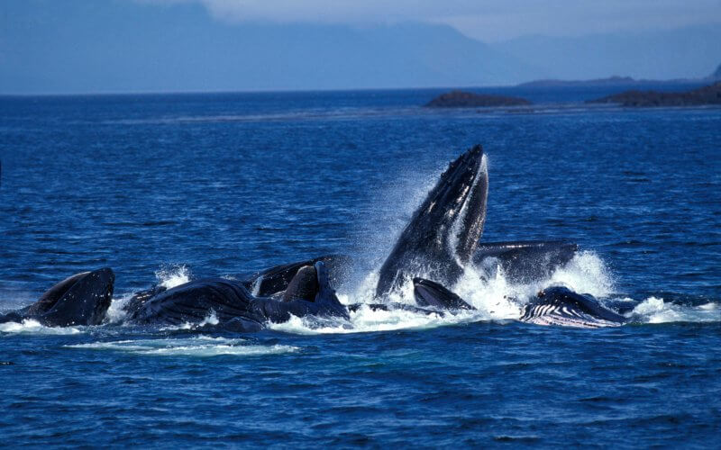 https://news.fullerton.edu/2022/11/new-study-reveals-alarming-amount-of-microplastics-ingested-by-baleen-whales-off-californias-coast/