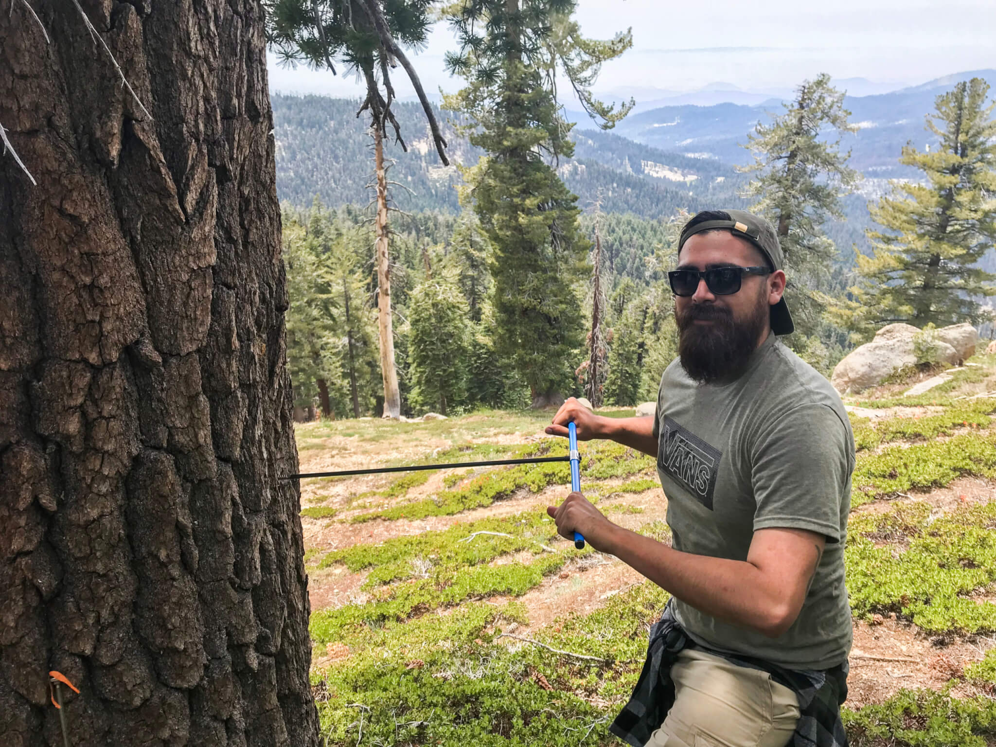 Study Shows How Changing Climate Influences Tree Growth in Sierra ...