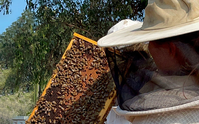 Beekeeper in white beekeeping suite conducting hive inspections