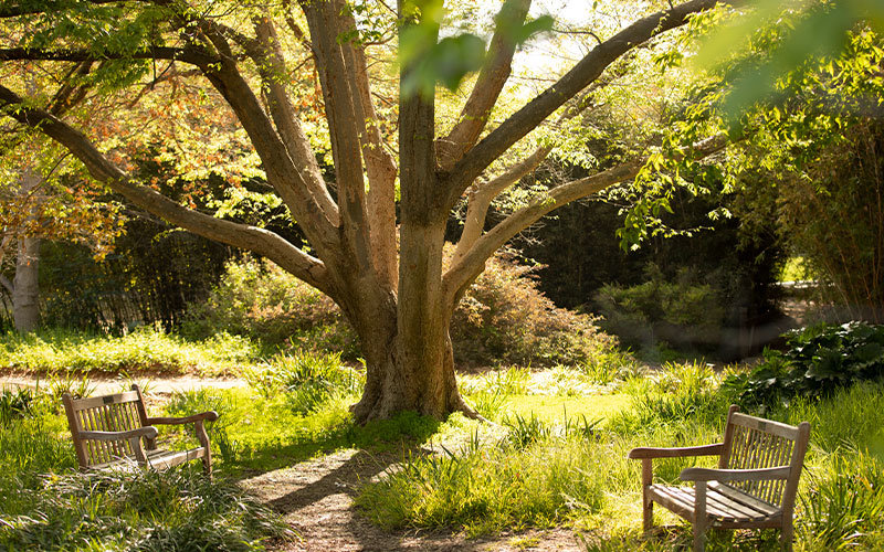 Two empty, wooden benches in front of a majestic tree at the arboretum at CSUF with the sun starting to shine through the branches