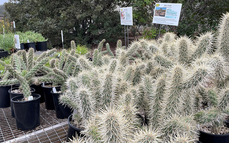 A large group of cacti in pots. A sign behind then reads "Munz's Cholla."