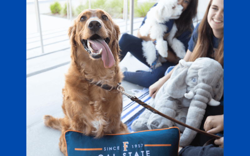 Golden dog smiling at camera. Cal State Fullerton pillow to the right of the dog. Students near the dog smiling with one other white dog in the background of the picture.