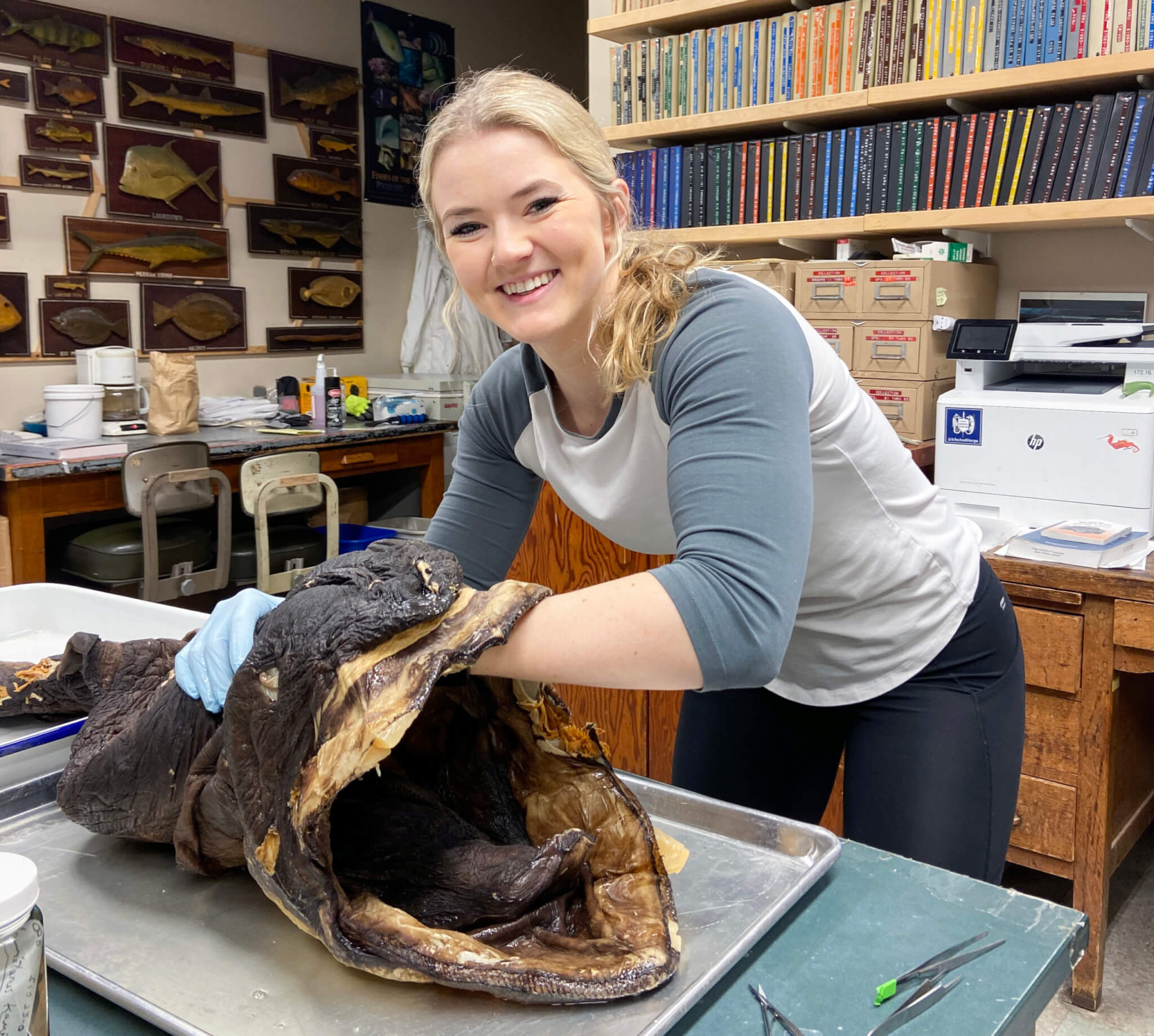 Biology Graduate Student Receives National Science Foundation Fellowship to  Study Rare Megamouth Shark | CSUF News