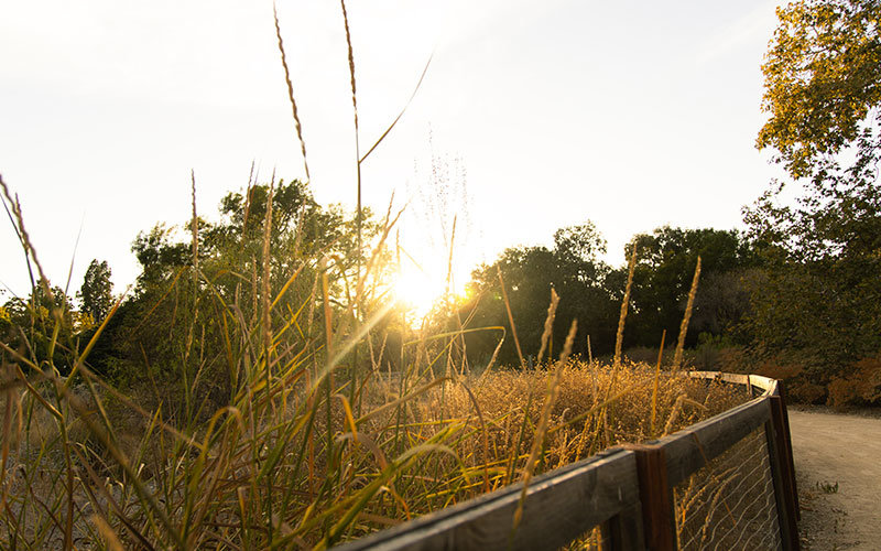 Fullerton Arboretum at sunset. There is a wooden fence wrapping around a field of tall green and yellow grass. Trees are silhouetted in the background against the setting sun.