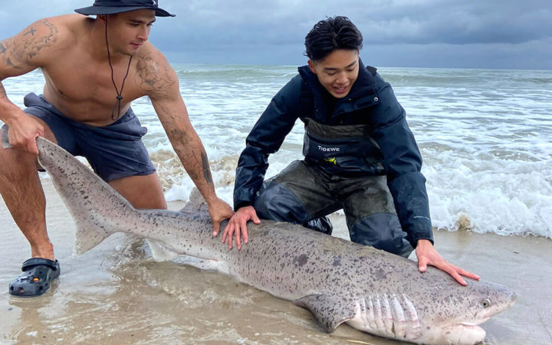 Ryan Le examines Sevengill Shark
