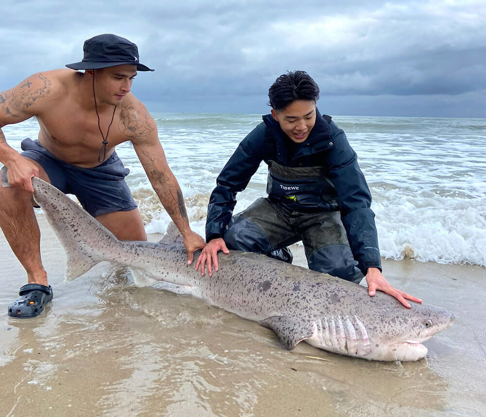 Ryan Le examines Sevengill Shark
