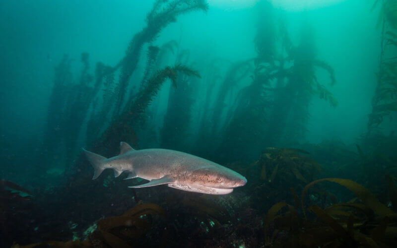 evengill shark swims through a kelp forest