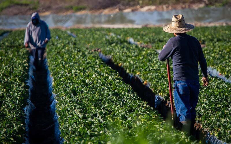 Migrant-Farm-Worker in Field