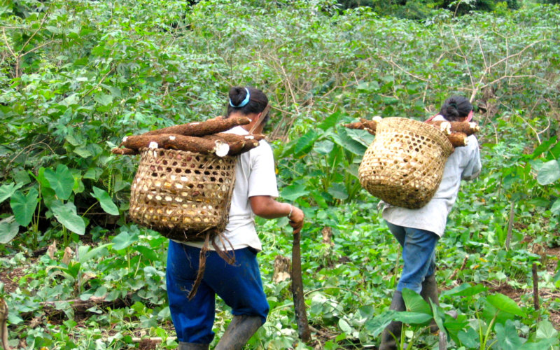 Photo of Shuar women (Amazonian Ecuador) carrying manioc root.