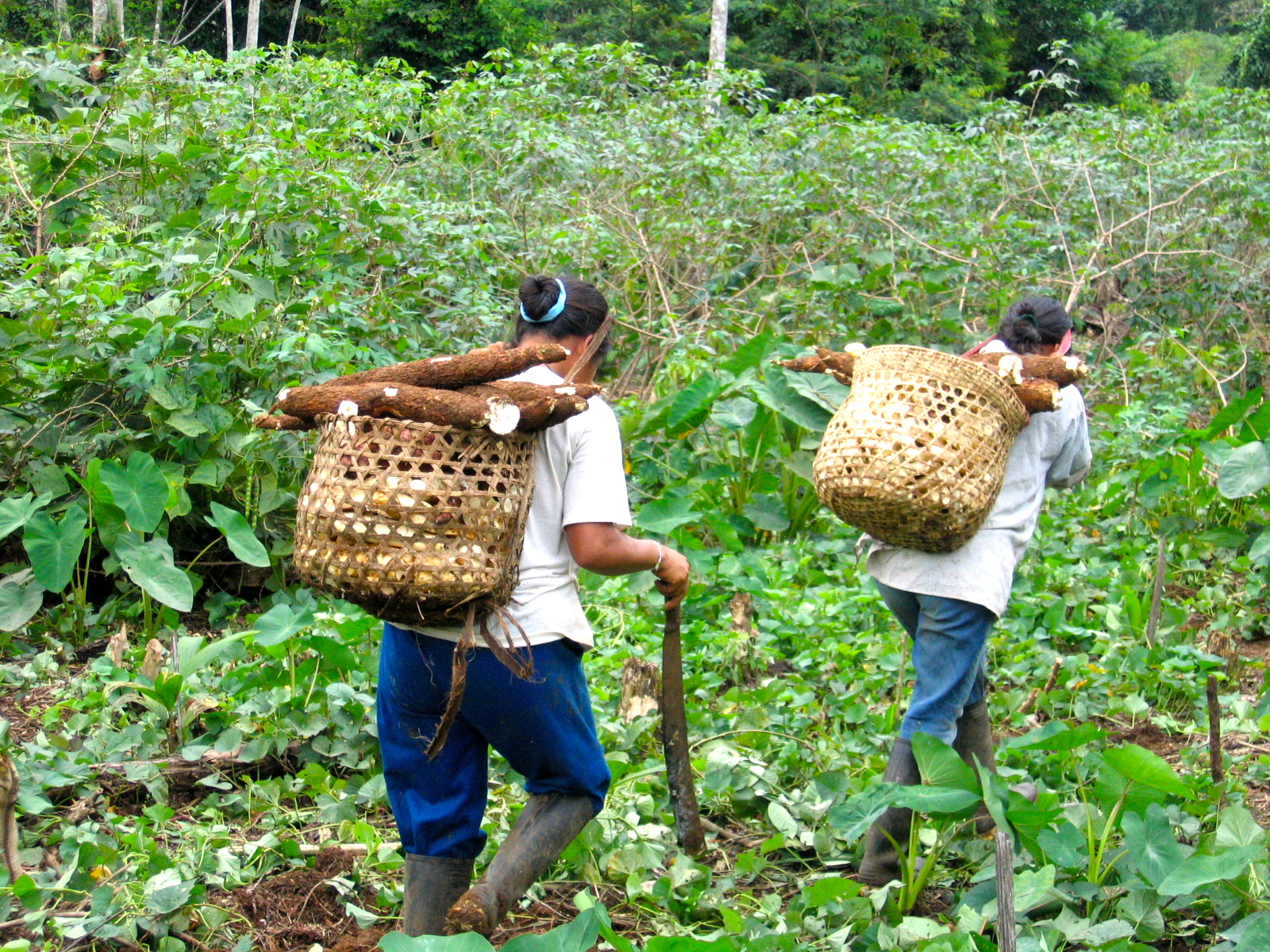 Photo of Shuar women (Amazonian Ecuador) carrying manioc root.